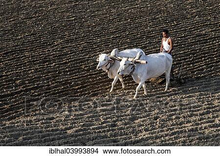 "Man ploughing a field with oxen, near Mandalay, Myanmar, Asia" View Large Photo Image Picture - "Man ploughing a field with oxen, near Mandalay, Myanmar, Asia". Fotosearch