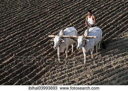"Man ploughing a field with oxen, near Mandalay, Myanmar, Asia" View Large Photo Image Stock Image - "Man ploughing a field with oxen, near Mandalay, Myanmar, Asia". Fotosearch
