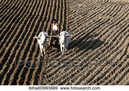 "Man ploughing a field with oxen, near Mandalay, Myanmar, Asia" View Large Photo Image Stock Photo - "Man ploughing a field with oxen, near Mandalay, Myanmar, Asia". Fotosearch