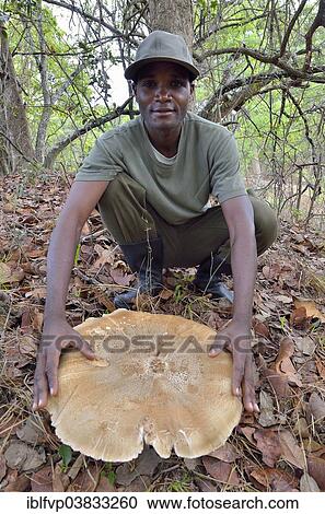 "Man presenting giant mushroom Termitomyces titanicus, largest agaric, edible mushroom, Kasanka National Park, Serenje District, Zambia, Africa" View Large Photo Image Stock Image - "Man presenting giant mushroom Termitomyces titanicus, largest agaric, edible mushroom, Kasanka National Park, Serenje District, Zambia, Africa". Fotosearch