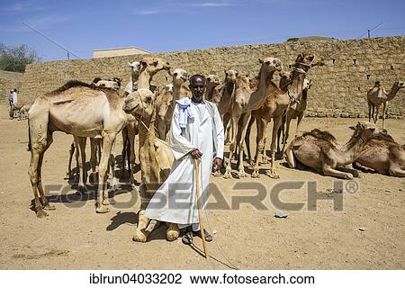"Man presenting his camels for sale on the camel market of Keren, Eritrea, Africa" View Large Photo Image Stock Image - "Man presenting his camels for sale on the camel market of Keren, Eritrea, Africa". Fotosearch