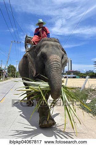 "Man riding an elephant, Pattaya, Thailand, Asia" View Large Photo Image Stock Photo - "Man riding an elephant, Pattaya, Thailand, Asia". Fotosearch