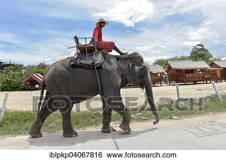 "Man riding an elephant, Pattaya, Thailand, Asia" View Large Photo Image Stock Photograph - "Man riding an elephant, Pattaya, Thailand, Asia". Fotosearch