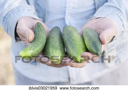 Stock Photo - "Man showing a bunch of organically grown cucumbers, Sweden, Europe". Fotosearch