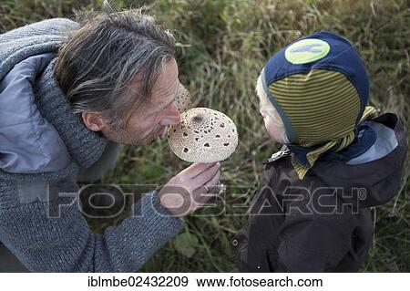 "Man showing a child a Parasol mushroom (Macrolepiota procera), Brandenburg, Germany, Europe" View Large Photo Image Stock Photo - "Man showing a child a Parasol mushroom (Macrolepiota procera), Brandenburg, Germany, Europe". Fotosearch