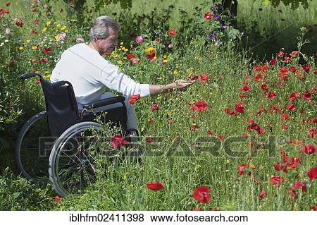 "Man sitting in a wheelchair and reaching his hand out towards a poppy flower, Stadthagen, Lower Saxony, Germany, Europe" View Large Photo Image Stock Photo - "Man sitting in a wheelchair and reaching his hand out towards a poppy flower, Stadthagen, Lower Saxony, Germany, Europe". Fotosearch