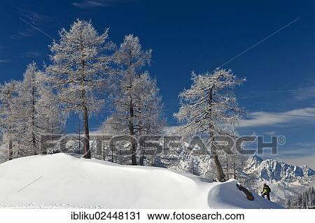 "Man snowshoeing in the Berchtesgaden National Park, snowshoe tour, Watzmann Mountain at the rear, Berchtesgadener Land, Bavaria, Germany, Europe" View Large Photo Image Stock Image - "Man snowshoeing in the Berchtesgaden National Park, snowshoe tour, Watzmann Mountain at the rear, Berchtesgadener Land, Bavaria, Germany, Europe". Fotosearch