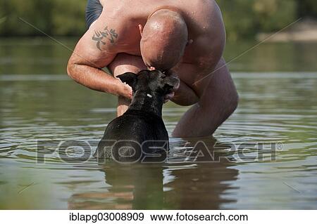 "Man standing in the water kissing his dog, an Old English Staffordshire Bull Terrier, The Netherlands, Europe" View Large Photo Image Stock Photo - "Man standing in the water kissing his dog, an Old English Staffordshire Bull Terrier, The Netherlands, Europe". Fotosearch