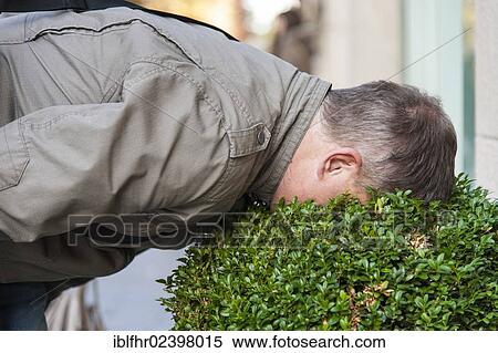 "Man sticking his head into a tub with a plant, Duesseldorf, North Rhine-Westphalia, Germany, Europe" View Large Photo Image Stock Photography - "Man sticking his head into a tub with a plant, Duesseldorf, North Rhine-Westphalia, Germany, Europe". Fotosearch