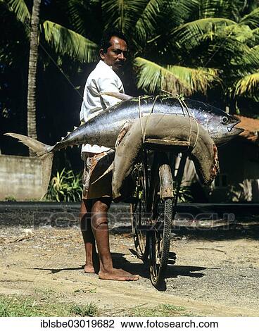 "Man transporting a whole tuna fish on a bicycle, Beruwala, Beruwala, Kalutara Distrikt, Sri Lanka, Asia" View Large Photo Image Stock Image - "Man transporting a whole tuna fish on a bicycle, Beruwala, Beruwala, Kalutara Distrikt, Sri Lanka, Asia". Fotosearch