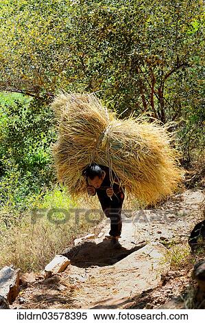 Stock Photography - "Man transporting rice straw on his back, Trashigang, Trashigang district, Bhutan, Asia". Fotosearch