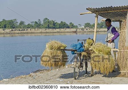 "Man waiting for the ferry to carry harvested rice culms on his bycicle, Brahmaputra Valley, India, Asia" View Large Photo Image Stock Image - "Man waiting for the ferry to carry harvested rice culms on his bycicle, Brahmaputra Valley, India, Asia". Fotosearch
