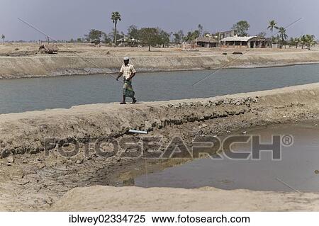 Stock Photography - "Man walking along a dam, Cyclone Aila severely flooded the town of Gabura in 2009, Sundabarns, Khulna District, Bangladesh, South Asia, Asia". Fotosearch