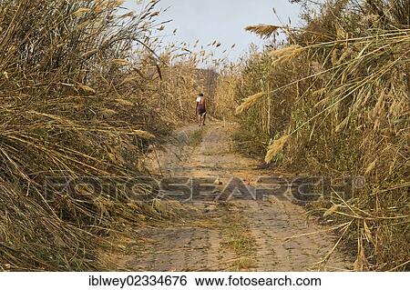"Man walking on a stone path up a hill, reeds overgrowing the path, Boga Lake, Chittagong Hill Tracts, Ruma Bazar, Bangladesh, South Asia, Asia" View Large Photo Image Stock Photograph - "Man walking on a stone path up a hill, reeds overgrowing the path, Boga Lake, Chittagong Hill Tracts, Ruma Bazar, Bangladesh, South Asia, Asia". Fotosearch