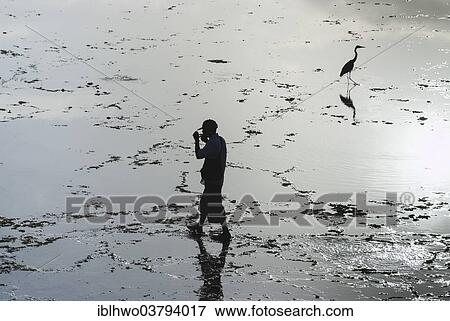 "Man walking past a heron in a lagoon at low tide, backlit, Mombasa, Kenya, Africa" View Large Photo Image Stock Photo - "Man walking past a heron in a lagoon at low tide, backlit, Mombasa, Kenya, Africa". Fotosearch