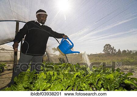 "Man watering plants, nursery, St. Lucia, St. Lucia Estuary, KwaZulu-Natal, South Africa, Africa" View Large Photo Image Stock Image - "Man watering plants, nursery, St. Lucia, St. Lucia Estuary, KwaZulu-Natal, South Africa, Africa". Fotosearch