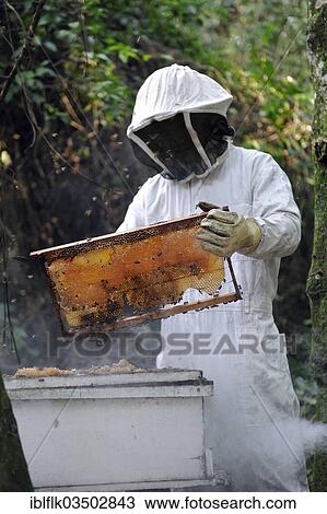 "Man wearing a protective suit removing a honeycomb filled with honey from a beehive, in the community of Mbya-Guarani Indians, Campito, Caaguazu Department, Paraguay, South America" View Large Photo Image Stock Image - "Man wearing a protective suit removing a honeycomb filled with honey from a beehive, in the community of Mbya-Guarani Indians, Campito, Caaguazu Department, Paraguay, South America". Fotosearch