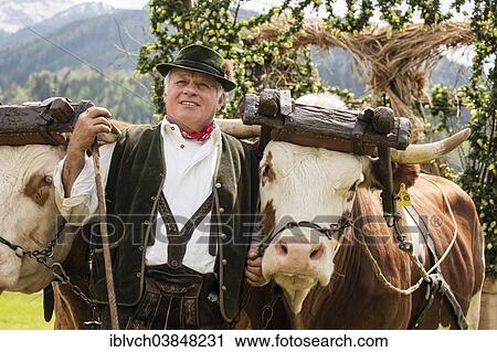 "Man wearing traditional dress with two oxen in a yoke, Gauderfest festival, Zell am Ziller, Zillertal, North Tyrol, Austria, Europe" View Large Photo Image Stock Image - "Man wearing traditional dress with two oxen in a yoke, Gauderfest festival, Zell am Ziller, Zillertal, North Tyrol, Austria, Europe". Fotosearch