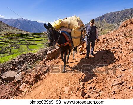 "Man with a burro or pack mule carrying a heavy load on a path in the Atlas Mountains, mud-brick village of Anammer at the back, Ourika Valley, Marrakech-Tensift-Al Haouz, Morocco, Africa" View Large Photo Image Stock Image - "Man with a burro or pack mule carrying a heavy load on a path in the Atlas Mountains, mud-brick village of Anammer at the back, Ourika Valley, Marrakech-Tensift-Al Haouz, Morocco, Africa". Fotosearch