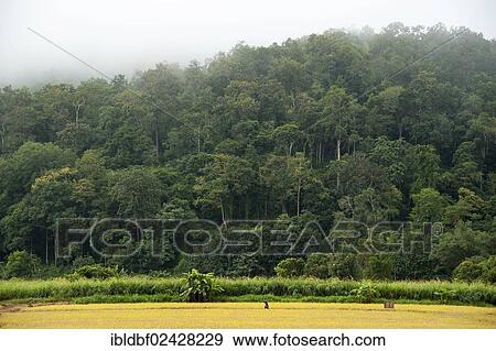 "Man with a hoe walking through a rice paddy, field work, forest in the fog, Soppong or Pang Mapha area, Northern Thailand, Thailand, Asia" View Large Photo Image Stock Photo - "Man with a hoe walking through a rice paddy, field work, forest in the fog, Soppong or Pang Mapha area, Northern Thailand, Thailand, Asia". Fotosearch