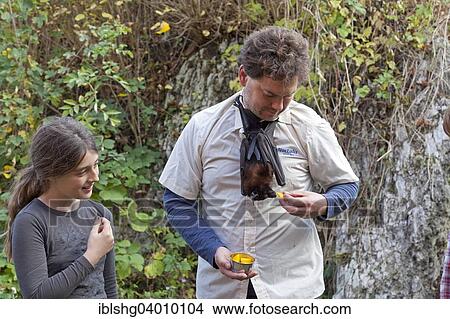 "Man with Fruit Bat (Pteropodidae) around his neck, Noctalis bat station, Bad Segeberg, Schleswig-Holstein" View Large Photo Image Picture - "Man with Fruit Bat (Pteropodidae) around his neck, Noctalis bat station, Bad Segeberg, Schleswig-Holstein". Fotosearch
