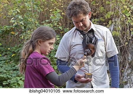 "Man with Fruit Bat (Pteropodidae) around his neck, Noctalis bat station, Bad Segeberg, Schleswig-Holstein" View Large Photo Image Stock Photography - "Man with Fruit Bat (Pteropodidae) around his neck, Noctalis bat station, Bad Segeberg, Schleswig-Holstein". Fotosearch
