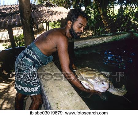 "Man with very rare albino turtle, Hawksbill Sea Turtle (Eretmochelys imbricata), turtle farm, Kosgoda, Beruwala, Kalutara Distrikt, Sri Lanka, Asia" View Large Photo Image Stock Photo - "Man with very rare albino turtle, Hawksbill Sea Turtle (Eretmochelys imbricata), turtle farm, Kosgoda, Beruwala, Kalutara Distrikt, Sri Lanka, Asia". Fotosearch