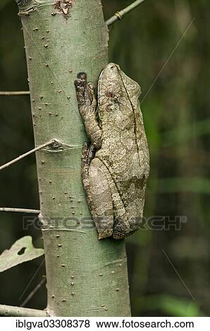 "Manaus slender-legged tree frog (Osteocephalus taurinus) in sleeping position on a tree trunk, Tambopata Nature Reserve, Madre de Dios Region, Peru, South America" View Large Photo Image Stock Photo - "Manaus slender-legged tree frog (Osteocephalus taurinus) in sleeping position on a tree trunk, Tambopata Nature Reserve, Madre de Dios Region, Peru, South America". Fotosearch