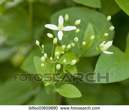 "Manchurian Clematis (Clematis mandschurica), flowering, garden plant, Thuringia, Germany, Europe" View Large Photo Image Stock Image - "Manchurian Clematis (Clematis mandschurica), flowering, garden plant, Thuringia, Germany, Europe". Fotosearch