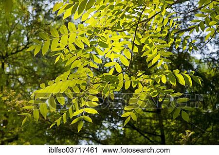 "Manchurian Walnut (Juglans mandshurica), leaves, Thuringia, Germany, Europe" View Large Photo Image Stock Image - "Manchurian Walnut (Juglans mandshurica), leaves, Thuringia, Germany, Europe". Fotosearch