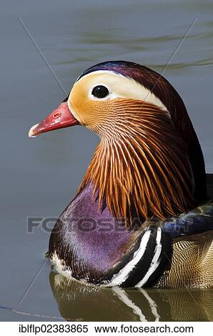 "Mandarin Duck (Aix galericulata), introduced species, adult male, portrait, Regent's Park, London, London region, England, United Kingdom, Europe" View Large Photo Image Stock Photography - "Mandarin Duck (Aix galericulata), introduced species, adult male, portrait, Regent's Park, London, London region, England, United Kingdom, Europe". Fotosearch