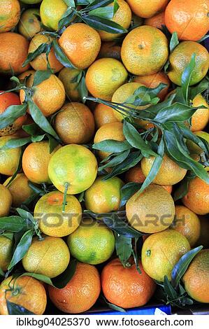 Stock Image - "Mandarin Oranges (Citrus reticulata), Burano, Venice, Veneto, Italy, Europe". Fotosearch