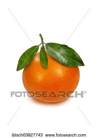 Mandarine with leaves View Large Photo Image Stock Image - Mandarine with leaves. Fotosearch