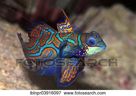 "Mandarinfish or Mandarin Dragonet (Synchiropus splendidus), Great Barrier Reef, UNESCO World Natural Heritage Site, Pacific Ocean, Queensland, Australia, Oceania" View Large Photo Image Stock Photo - "Mandarinfish or Mandarin Dragonet (Synchiropus splendidus), Great Barrier Reef, UNESCO World Natural Heritage Site, Pacific Ocean, Queensland, Australia, Oceania". Fotosearch