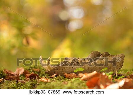 "Mandible of a wild boar lying on the forest floor, Germany, Europe" View Large Photo Image Stock Photo - "Mandible of a wild boar lying on the forest floor, Germany, Europe". Fotosearch