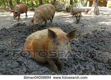 "Mangalitsa or Mangalitza pig, Steppentierpark Pamhagen zoo, Seewinkel, Northern Burgenland, Burgenland, Austria, Europe" View Large Photo Image Picture - "Mangalitsa or Mangalitza pig, Steppentierpark Pamhagen zoo, Seewinkel, Northern Burgenland, Burgenland, Austria, Europe". Fotosearch