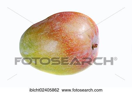 "Mango (Mangifera indica), fruit" View Large Photo Image Stock Image - "Mango (Mangifera indica), fruit". Fotosearch