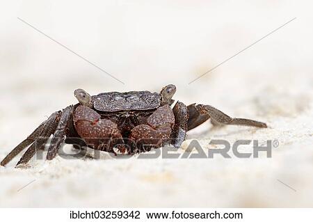 "Mangrove Tree Crab (Aratus pisonii), Sanibel Island, Florida, United States, North America" View Large Photo Image Stock Image - "Mangrove Tree Crab (Aratus pisonii), Sanibel Island, Florida, United States, North America". Fotosearch