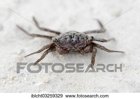 Stock Photo - "Mangrove Tree Crab (Aratus pisonii), Sanibel Island, Florida, United States, North America". Fotosearch