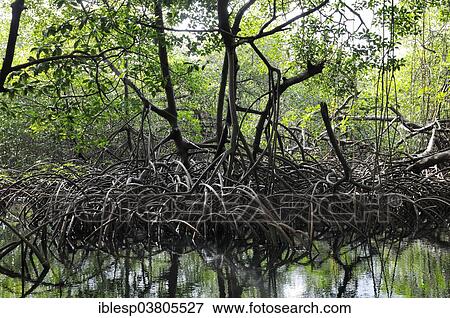 Stock Photo - "Mangroves near Isla Pedro Pelada, Isla Palina, Linton, Colon, Panama, North America". Fotosearch
