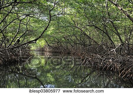"Mangroves near Isla Pedro Pelada, Isla Palina, Linton, Colon, Panama, North America" View Large Photo Image Stock Photo - "Mangroves near Isla Pedro Pelada, Isla Palina, Linton, Colon, Panama, North America". Fotosearch