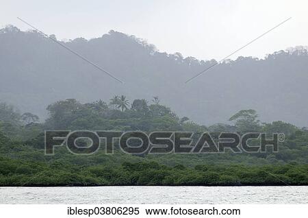 "Mangroves on the coast, near Isla Palina, Colon Province, Panama, North America" View Large Photo Image Stock Photography - "Mangroves on the coast, near Isla Palina, Colon Province, Panama, North America". Fotosearch