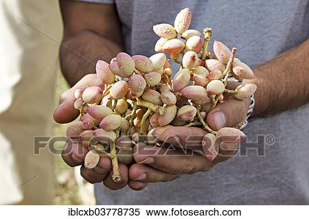 "Man's hands holding freshly harvested pistachios, Yazd Province, Persia, Iran, Asia" View Large Photo Image Stock Photography - "Man's hands holding freshly harvested pistachios, Yazd Province, Persia, Iran, Asia". Fotosearch