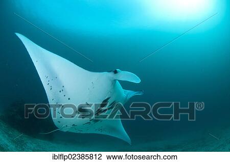 "Manta Ray (Manta birostris), adult, feeding, Arborek, Dampier Straits, Raja Ampat Islands, Four Kings, West Papua, New Guinea, Indonesia, Southeast Asia, Asia" View Large Photo Image Stock Image - "Manta Ray (Manta birostris), adult, feeding, Arborek, Dampier Straits, Raja Ampat Islands, Four Kings, West Papua, New Guinea, Indonesia, Southeast Asia, Asia". Fotosearch