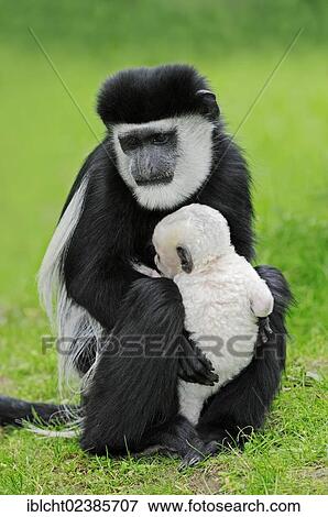 "Mantled Guereza, Eastern Black-and-white Colobus or Abyssinian Black-and-white Colobus (Colobus guereza) with young, native to Africa, in captivity, Netherlands, Europe" View Large Photo Image Stock Photo - "Mantled Guereza, Eastern Black-and-white Colobus or Abyssinian Black-and-white Colobus (Colobus guereza) with young, native to Africa, in captivity, Netherlands, Europe". Fotosearch