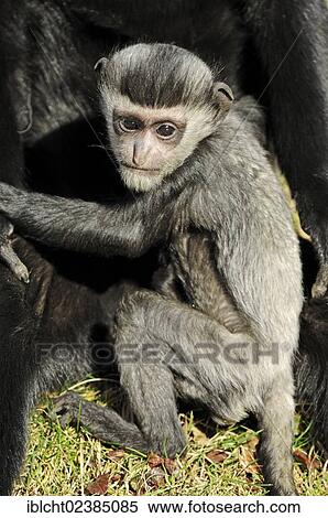 Stock Photography - "Mantled Guereza or the Eastern Black-and-white Colobus (Colobus guereza), juvenile, native to Africa, in captivity, Germany, Europe". Fotosearch