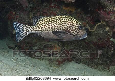 "Many-spotted Sweetlips (Plectorhinchus chaetodonoides), adult, swimming over reef, Sipadan Island, Sabah, Borneo, Malaysia, Southeast Asia, Asia" View Large Photo Image Picture - "Many-spotted Sweetlips (Plectorhinchus chaetodonoides), adult, swimming over reef, Sipadan Island, Sabah, Borneo, Malaysia, Southeast Asia, Asia". Fotosearch