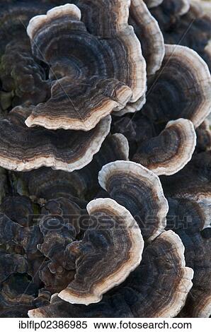 Stock Photography - "Many-zoned Polypore (Coriolus versicolor), fruiting bodies, Leicestershire, England, United Kingdom, Europe". Fotosearch
