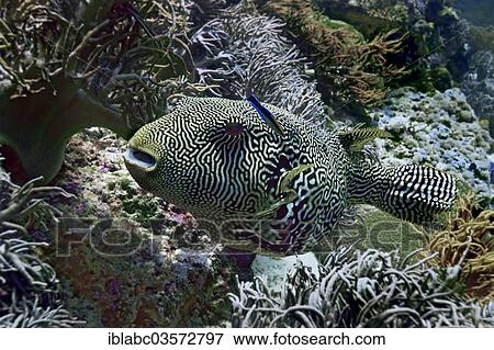 "Map Puffer or Scribbled Puffer (Arothron mappa), Raja Ampat, West Papua, Indonesia, Asia" View Large Photo Image Stock Photo - "Map Puffer or Scribbled Puffer (Arothron mappa), Raja Ampat, West Papua, Indonesia, Asia". Fotosearch