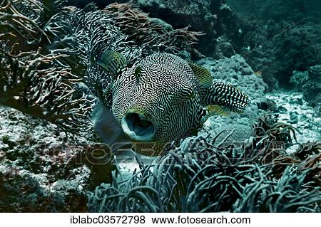 "Map Puffer or Scribbled Puffer (Arothron mappa), Raja Ampat, West Papua, Indonesia, Asia" View Large Photo Image Stock Photo - "Map Puffer or Scribbled Puffer (Arothron mappa), Raja Ampat, West Papua, Indonesia, Asia". Fotosearch